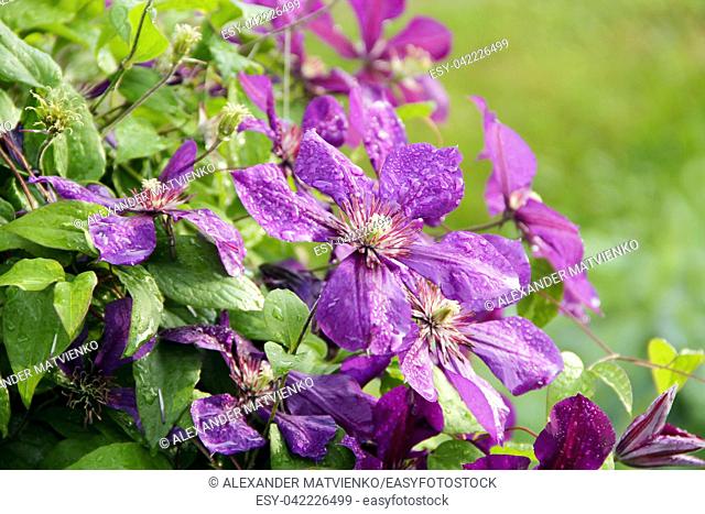 Beautiful flowers of clematis of blossoming violet clematis with droplets of rain. Big bush of clematis growing in garden. Clematis after rain