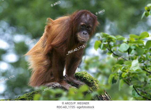 Young Sumatra Orang-utan Pongo pygmaeus abelii