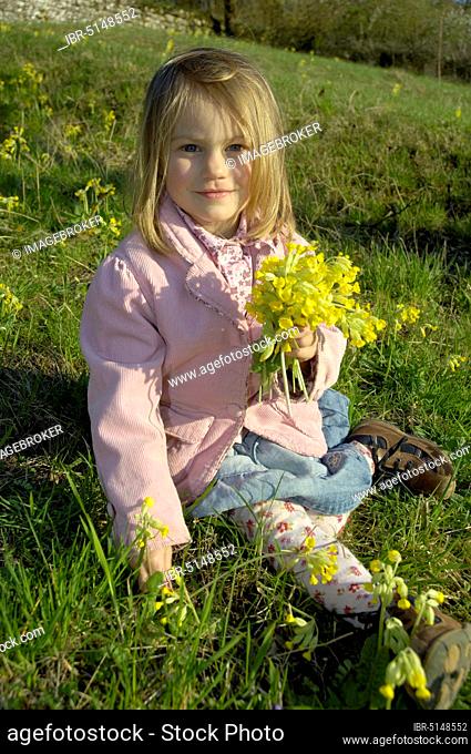 Girl picking meadow primroses (Primula veris), Bavaria, Germany, Europe