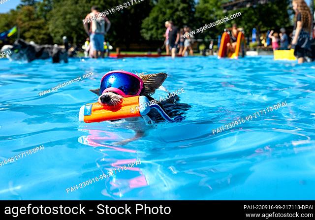 16 September 2023, Bavaria, Augsburg: Yorkshire terrier Rose splashes around with sunglasses in the children's pool of the family pool