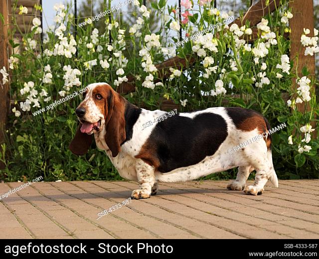 Basset Hound, 4-year-old 'Sweeetpea' photographed in Palmer, Alaska and owned by Ellen Johnson of Healdsburg, California
