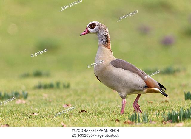Nilgans Alopochen aegyptiacus - Nile goose Alopochen aegyptiacus