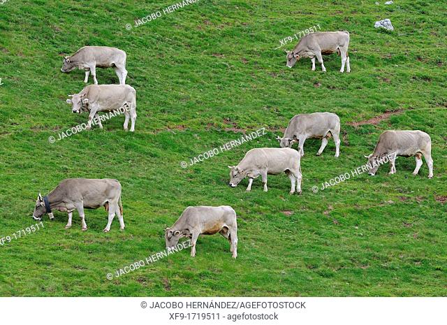 Beef cattle, Pirineos mountains, Huesca province, Aragón, Spain