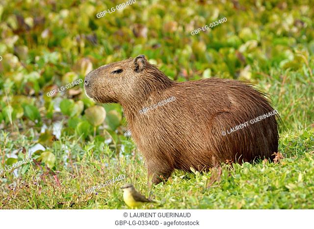 Animal, Capybara, Pantanal, Mato Grosso do Sul, Brazil