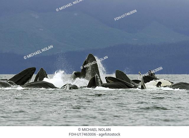 Adult humpback whales Megaptera novaeangliae cooperatively bubble-net feeding in Freshwater Bay on Chichagof Island in Southeast Alaska, USA