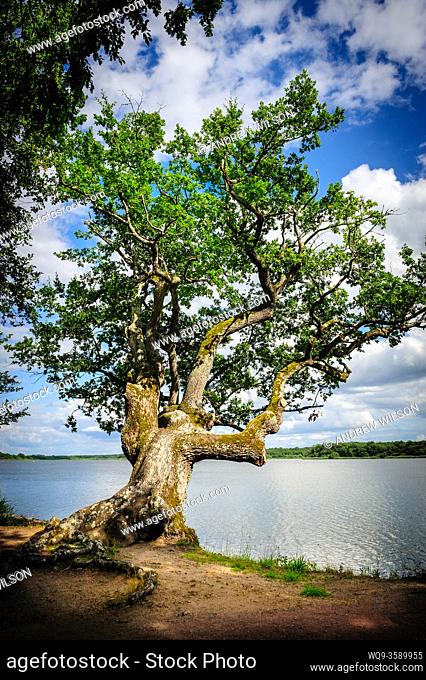 An old knarled tree beside ""Etang de la Mer Rouge"" - one of over a thousand man made lakes in the Brenne National Park