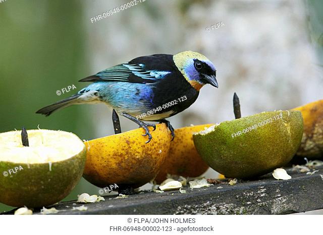 Golden-hooded Tanager (Tangara larvata) adult, perched on fruit at feeding station, Cano Negro, Costa Rica, March