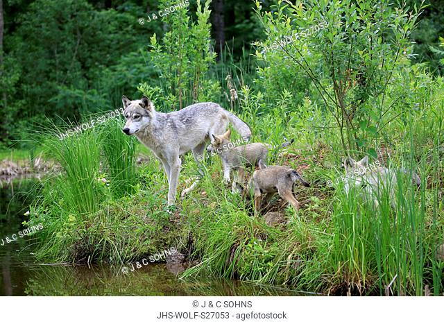 Gray Wolf, (Canis lupus), adult with three youngs at water, social behaviour, Pine County, Minnesota, USA, North America