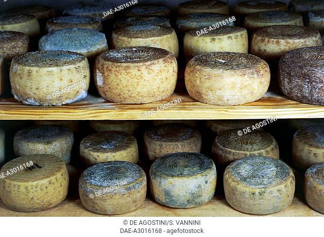 Aging of sheep's cheeses, Castel del Monte, Gran Sasso National Park, Abruzzo, Italy