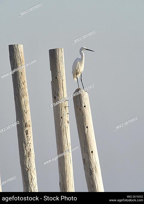 Little egret (egretta garzetta) on wood poles near el Perelló, Albufera de Valencia nature reserve, Valencia, Spain