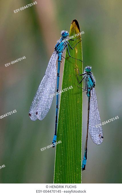 dragonflies with dewdrops