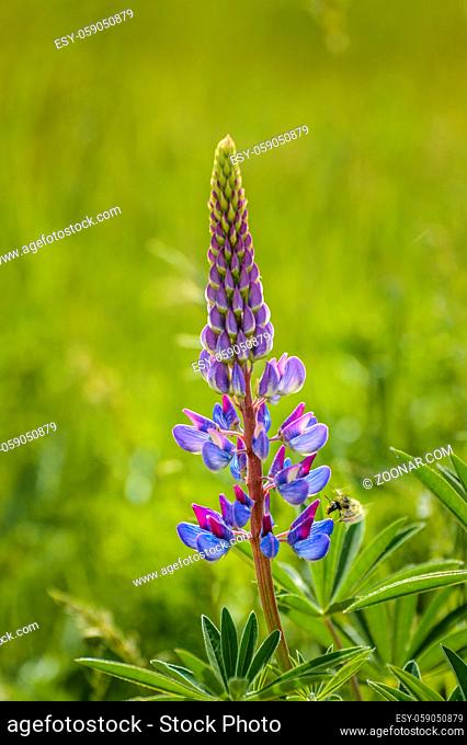 Purple Lupin flower, Lupinus arcticus, and Bumble Bee, Bombus spp. backit by warm hazy springtime sunlight
