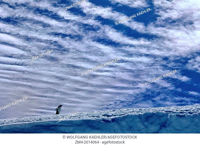 ANTARCTICA, SOUTH ORKNEY ISLANDS, LAURIE ISLAND, GENTOO PENGUIN WALKING ON SNOW, CLOUDS IN BACKGROUND