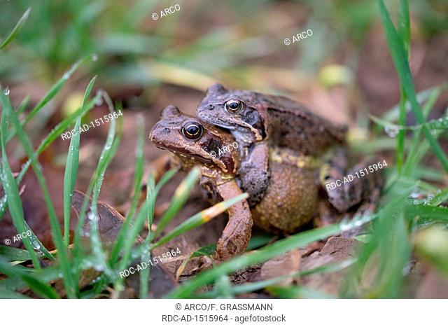Common frog couple, North Rhine-Westphalia, Europe, Rana temporaria