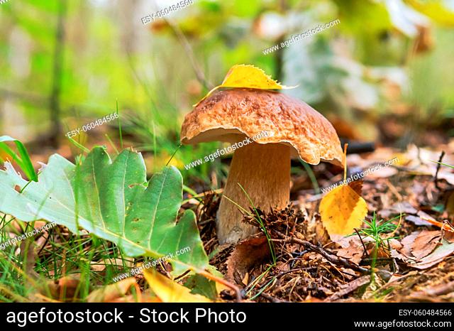 boletus mushroom in the grass, a tree leaf on the mushroom cap