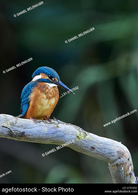 Kingfisher (Alcedo Atthis) perching on a pond, Villahermosa river, Ludiente, Castellón, Spain
