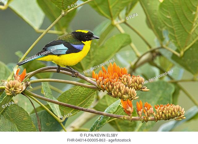 Blue-winged Mountain Tanager (Anisognathus somptuosus) adult, perched on flower stem in montane rainforest, Andes, Ecuador, November
