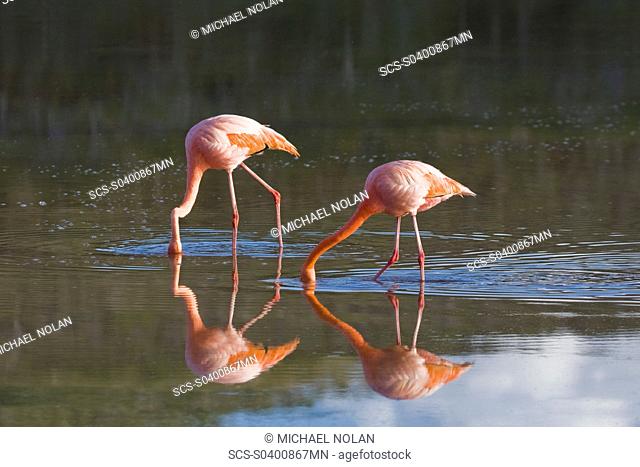 Greater flamingo Phoenicopterus ruber foraging for small pink shrimp Artemia salina in saltwater lagoon near Punta Cormorant on Floreana Island in the Galapagos...