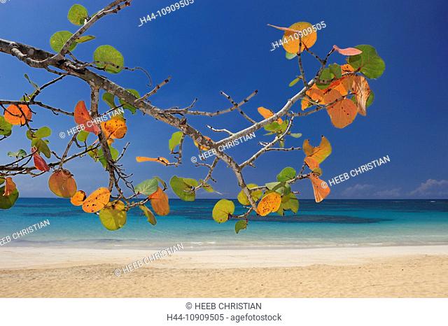 Beach, Las Terrenas, Samana, Dominican Republic, Caribbean, sand, palm trees