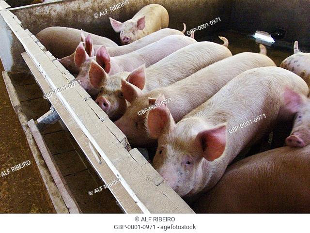 Pigs, confinement, farm, municipality, Concordia, Santa Catarina, Brazil