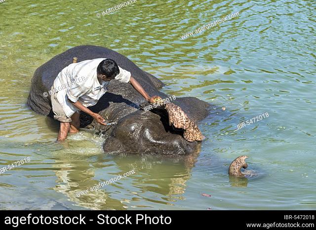 Mahout washing his Indian elephant (Elephas maximus indicus) in the river, Kaziranga National Park, Assam, India, Asia