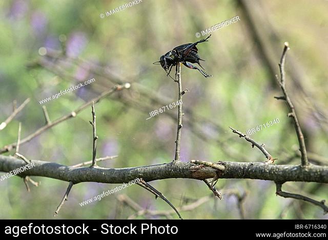 Field cricket (Gryllus campestris) impaled by red-backed shrike, North Rhine-Westphalia, Germany, Europe