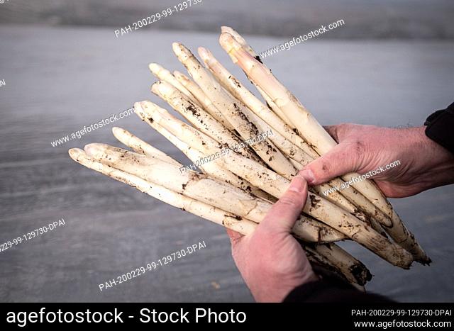 29 February 2020, Lower Saxony, Lichtenhorst: Harvesters prick the first asparagus spears in a field at the Bolte asparagus farm