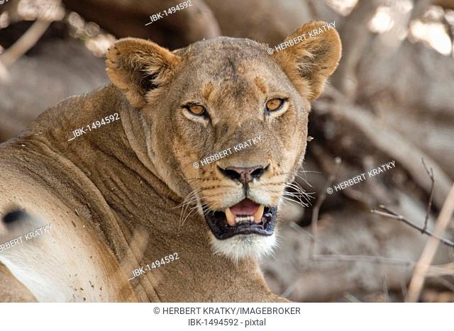 Lioness (Panthera leo), Chobe National Park, Botswana, Africa
