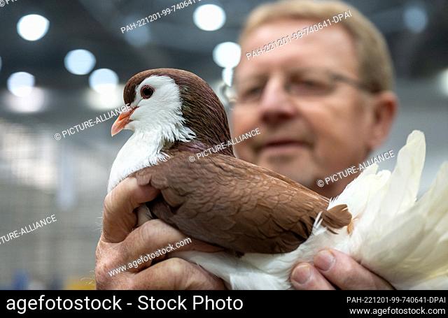 01 December 2022, Saxony, Leipzig: Jürgen Winkler presents a pigeon of the breed Lahore, red, at the 126th Lipsia Breed Poultry Show