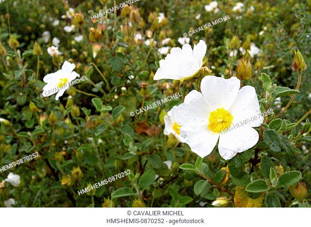 France, Bouches du Rhone, Calanques National Park, La Ciotat, flowering of the sage leaved rockrose or Salvia Cistus (Cistus salviifolius) after rain