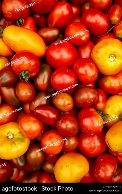 Different kinds of homegrown tomatoes, Assortment of tomatoes, local farmers market, Fresh vegetables, Fresh harvest of Red, yellow and orange tomato