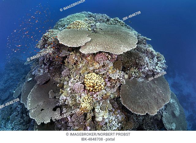 Large coral block with Steinkoralle sp. (Acropora robusta) and other stone corals (Hexacorallia), Red Sea, Egypt, Africa