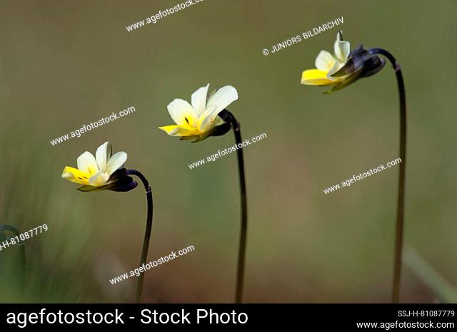 Field Pansy (Viola arvensis), three flowers. Germany