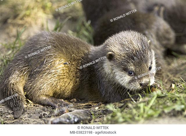 Zoo, dwarf otters, Aonyx cinerea,  Young, eat,   Series, animal enclosures, , animal, wild animal, mammal, carnivore, country carnivore, otters, finger otters