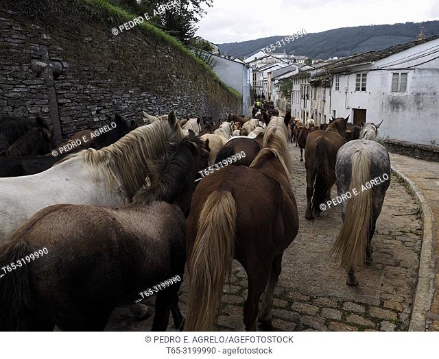 Mondoñedo, Lugo.- San Lucas 2017.- Cabalar Fair.- Descent of wild horses, at the start of the As San Lucas festivities. Since the XII century it has been...