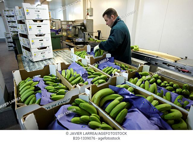 Packing bananas, Mercabilbao fruits and vegetables wholesale market, Basauri, Bilbao, Bizkaia, Euskadi, Spain