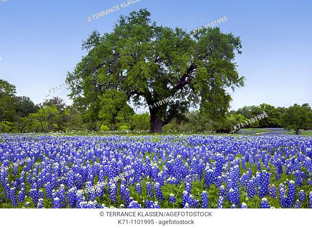 A large tree in a meadow of Texas bluebonnet wildlfowers in the hill country near Llano, Texas, USA