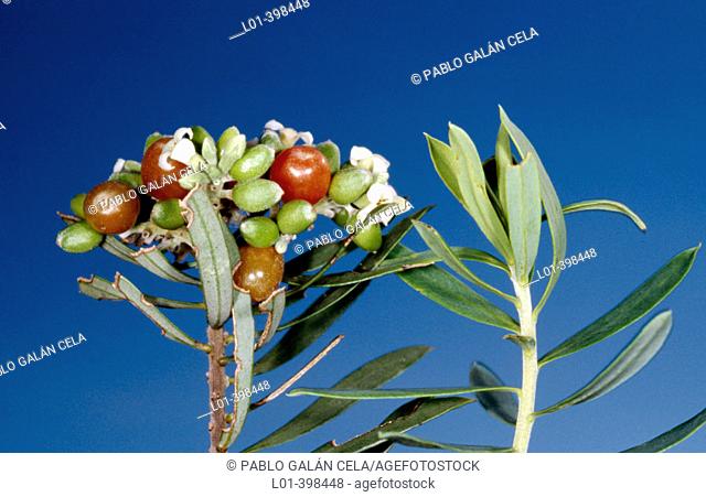 Spurge flax (Daphne gnidium)