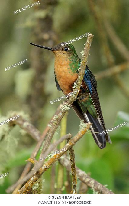 Great Saphirewing (Pterophanes cyanopterus) perched on a branch in the Andes Mountains of Colombia