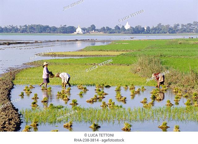 Rural scene, rice cultivation, Amarapura, Myanmar Burma, Asia