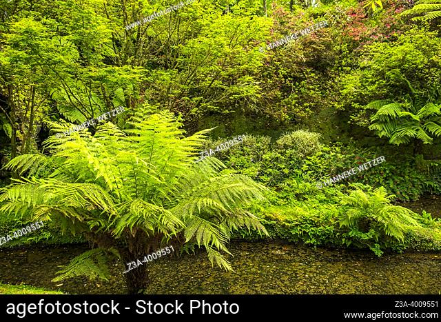 Furnas, Sao Miguel Island, Azores, Portugal: Terra Nostra Botanical Garden
