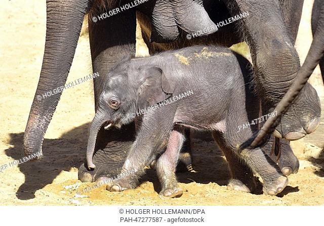 A three day old elephant female takes one of her first trips out into the elephant enclosure with mother Califa at the Adventure Zoo in Hanover,  Germany