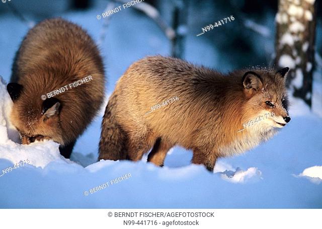 Red Foxes (Vulpes vulpes) looking for food in the wintry taiga near Kuusamo. Finland