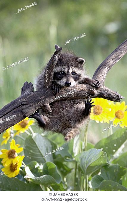 Captive baby raccoon Procyon lotor, Animals of Montana, Bozeman, Montana, United States of America, North America