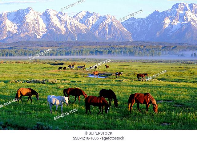 USA, Wyoming, Grand Teton National Park, Triangle X Ranch, Horses on grassy field