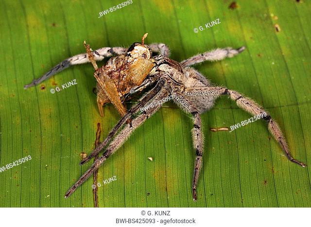 Brazilian Wandering Spider (Phoneutria boliviensis), sits on a leaf with prey, Costa Rica