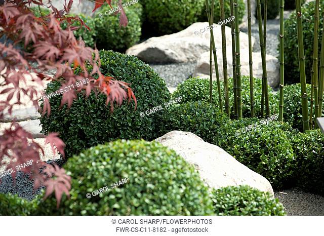 Box, Common Box, Buxus sempervirens, A japanese style planting of box balls with bamboo and Acer palmatum among rocks, part of 'Virtual reality garden' by Bruce...