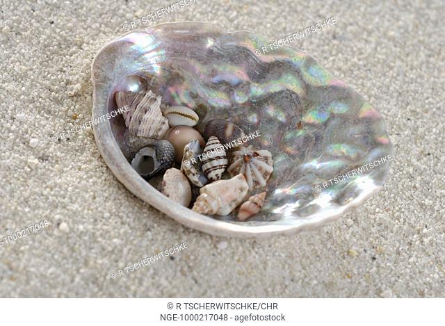 Abalone Shell with small Seashells in Sand
