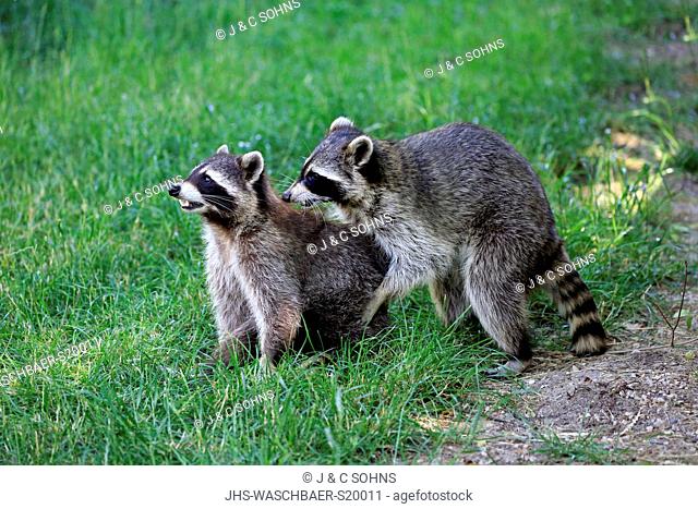 Raccoon, North American Raccoon, Common raccoon, (Procyon lotor), two adults social behaviour, Germany, Europe