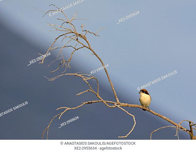 Woodchat Shrike - Lanius senator, Crete